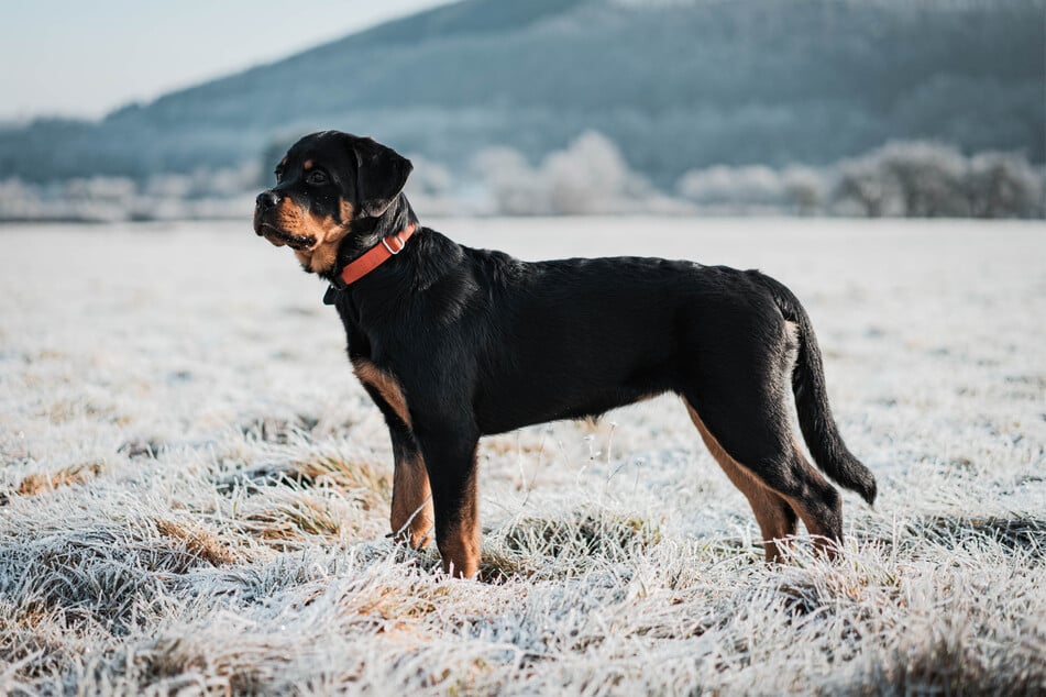 Rottweilers are big, strong dogs. They can also be remarkably calm and gentle.