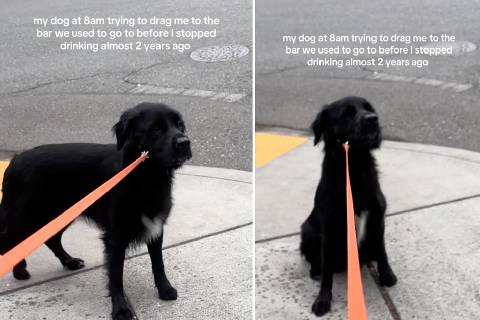 Die früheren Kneipenbesuche scheint der Golden-Retriever-Mix zu vermissen.