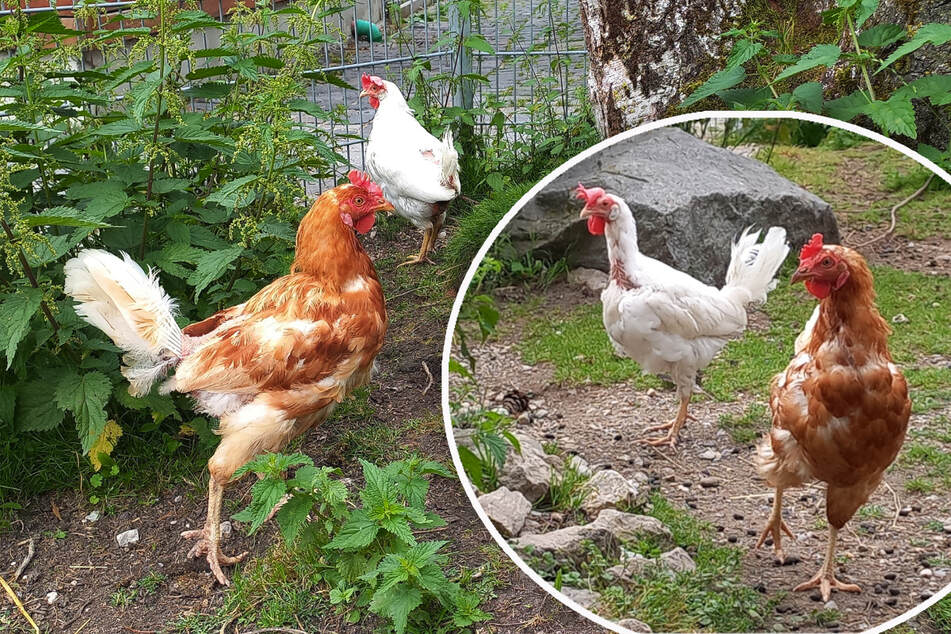 Die Hühner Almut und Berta wünschen sich ein passendes Zuhause zum Scharren und Glücklichsein.