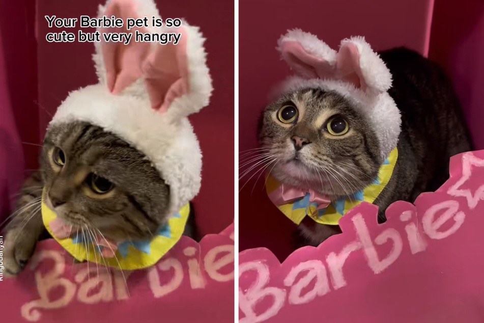 A cat named Ringo celebrated the Barbie movie with an adorable outfit, but he was too hungry to enjoy it.