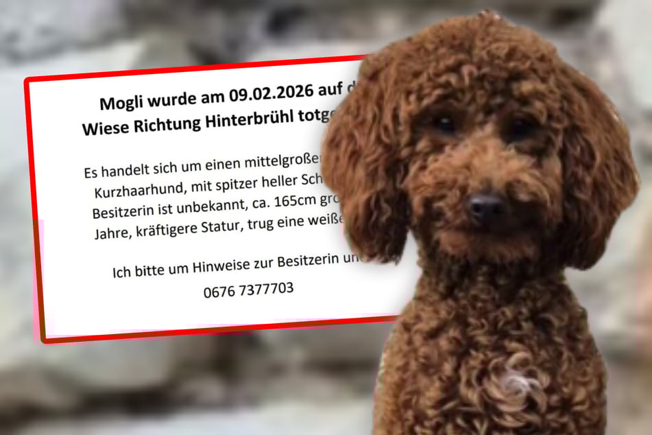 Závod na vodítku končí tragicky: trpasličí pudl Mogli rozkousán agresivním psem