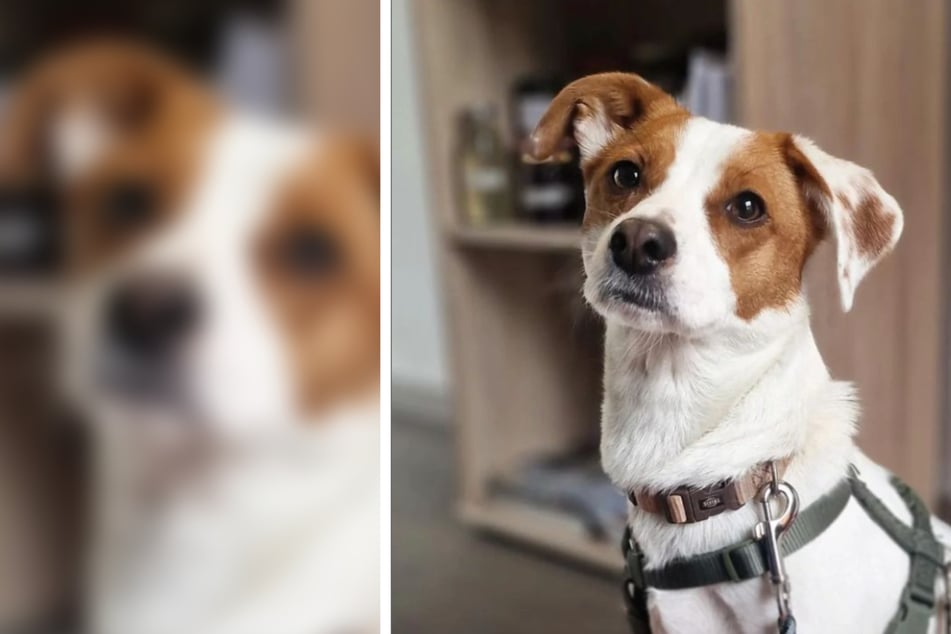 Barky sucht neues Zuhause, doch der süße Jack-Russell-Mischling hat ein kleines Problemchen