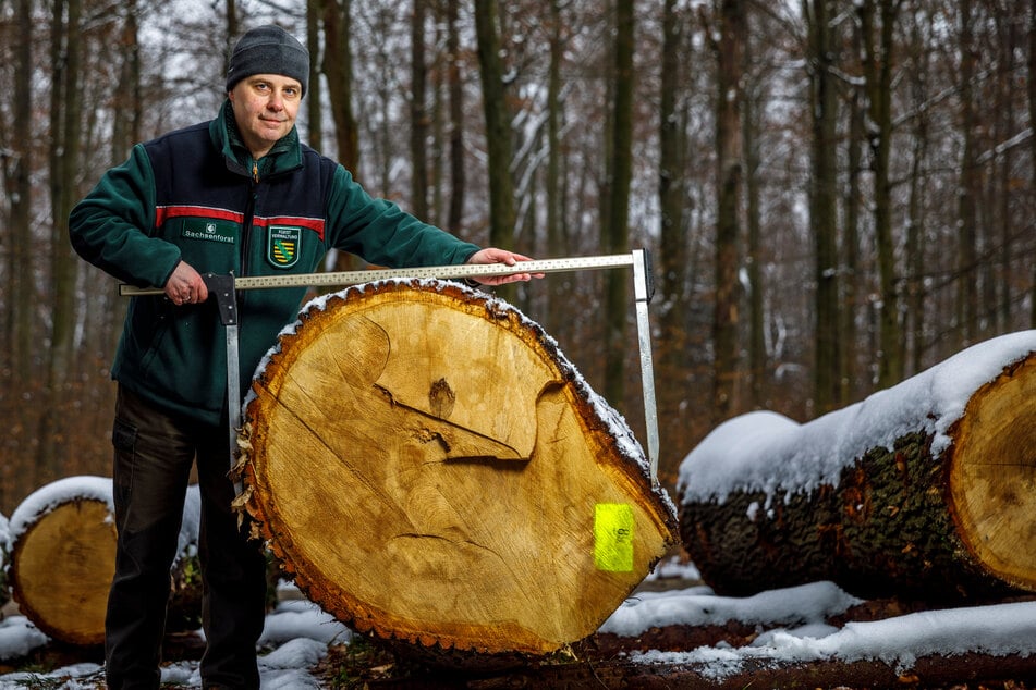 Jeder Zentimeter zählt: Forstbezirk-Leiter Markus Biernath (56) legte mit einer Messkluppe (zur Ermittlung des Durchmessers) selbst Hand an.