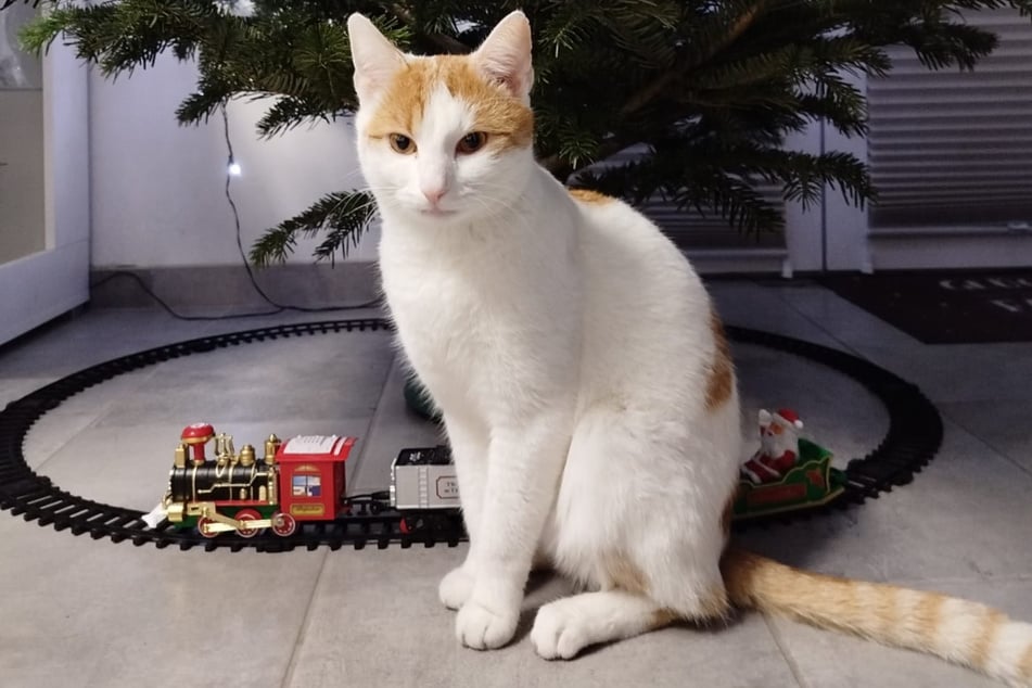 Das ist Leo. Die Familie ist sich sicher, dass der Kater im März 2025 von einem Wolf gerissen wurde. In der Statistik taucht der Fall nicht auf.
