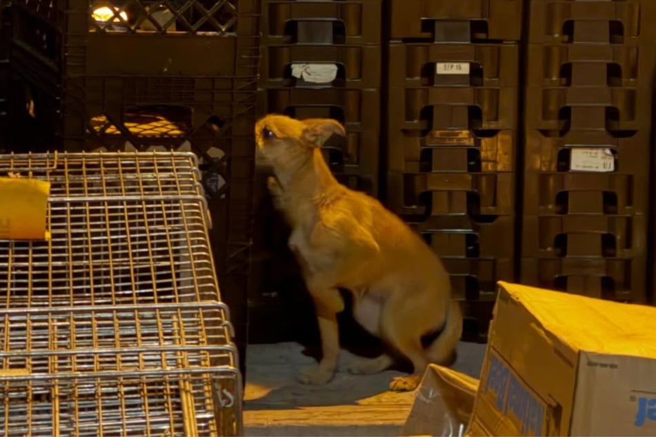 Die Hündin wurde wie Müll entsorgt.