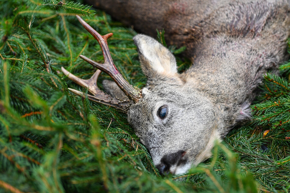 In Thüringen darf laut einer Verordnung einen Monat früher als bisher auf Rehe geschossen werden. Damit reduziert sich die Schonzeit für die Waldbewohner. (Symbolfoto)