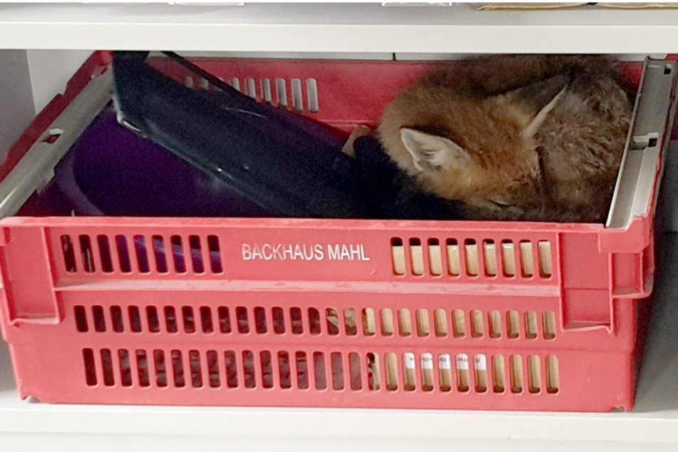 Der polizeibekannte Fuchs, der in der Firma so vorgefunden wurde, ist nach Angaben der Polizei aufgrund einer Behinderung jagdunfähig und begibt sich auf der Suche nach Futter oft auch in die Nähe von Menschen.