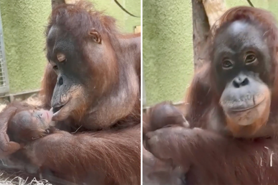 Jingga is a first time mom to her baby orangutan, who was born at Blackpool Zoo last month and could save its species.