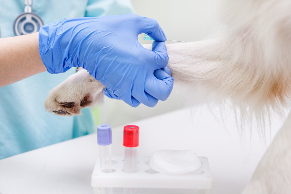 Mysteriöse Krankheit breitet sich unter Hunden aus: Wissenschaftler stehen vor Rätsel