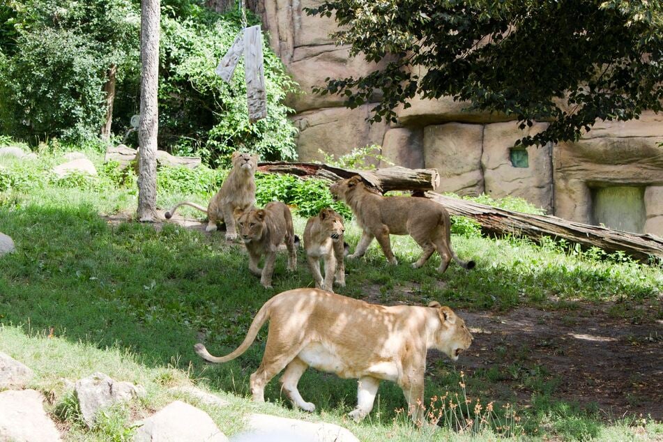 Die Löwengang zusammen mit Mama Kigali bei ihrem ersten Geburtstag.