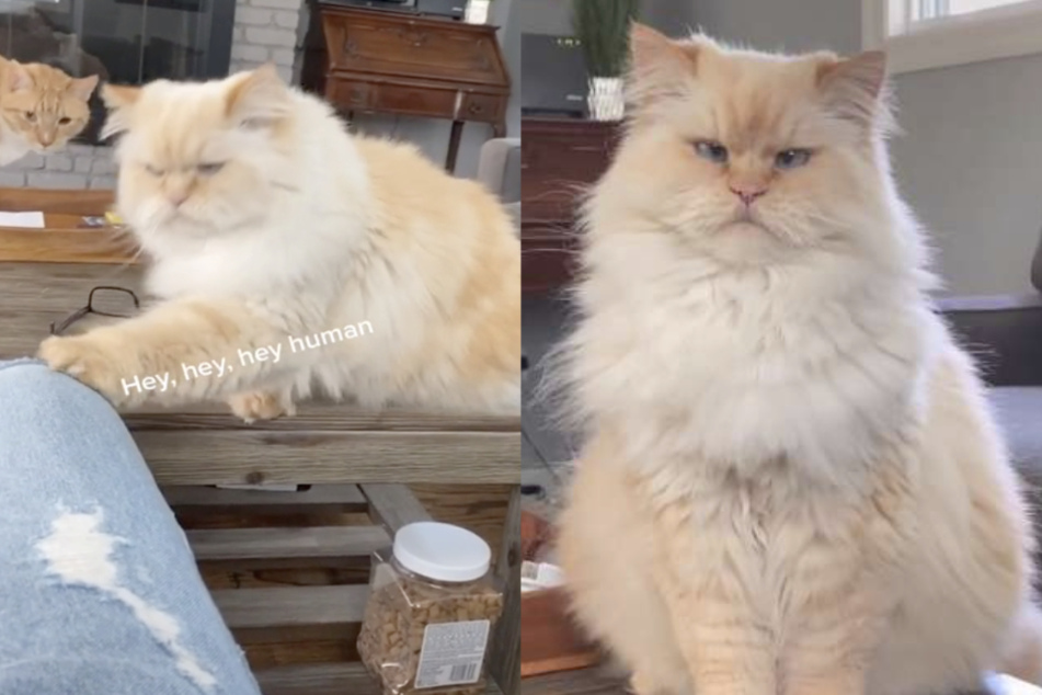 Dieser süße Kater bekommt immer das, was er will
