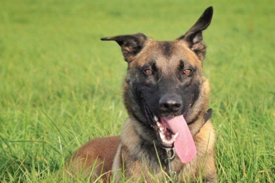 Spürhund Schimi führte die Polizei zu einer vermissten Seniorin aus Wesseling.