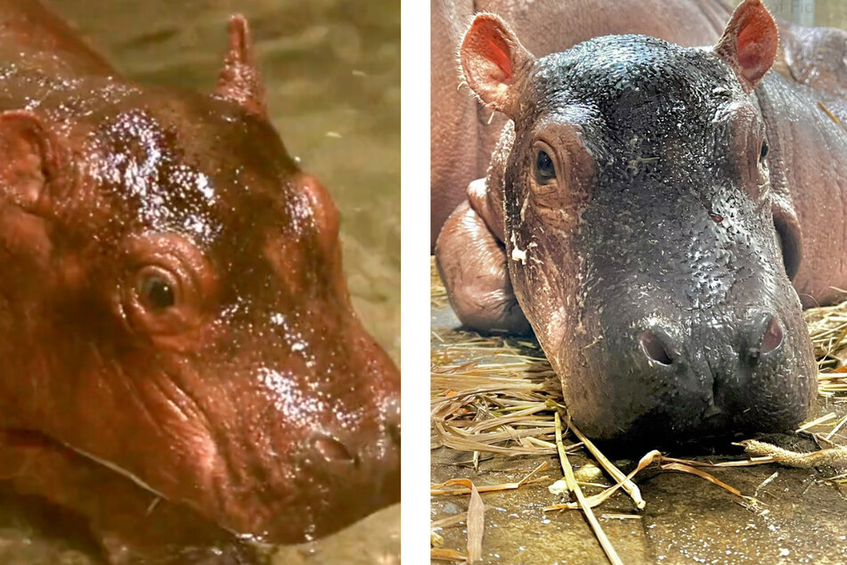 Meet Fritz! The baby hippo was born on August 4, 2022, at the Cincinnati Zoo.