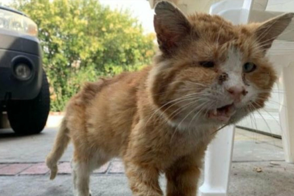 So verwahrlost wurde der arme Straßenkater angetroffen.