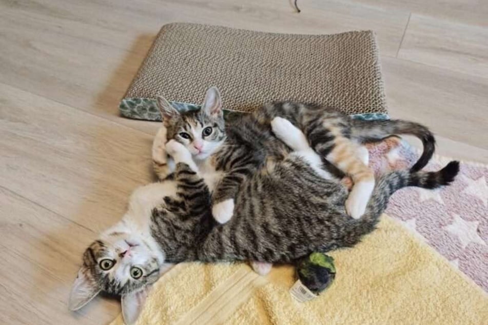 Die beiden kamen nach einer Fangaktion für verwilderte Hauskatzen zu einer Pflegefamilie in Dresden.