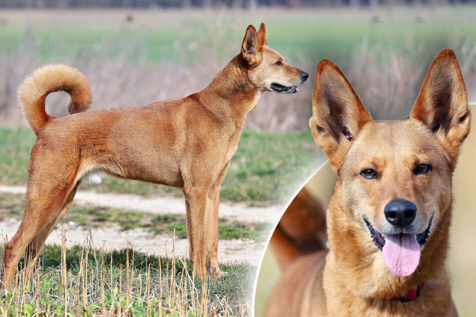 Der agile Rüde "Red Teddy" hofft auf ein neues Zuhause, in dem er gefördert wird.