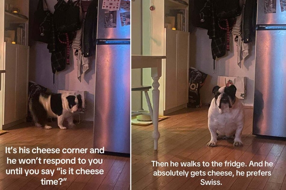 Hank the bulldog has perfected his trick to snag some cheese every night.