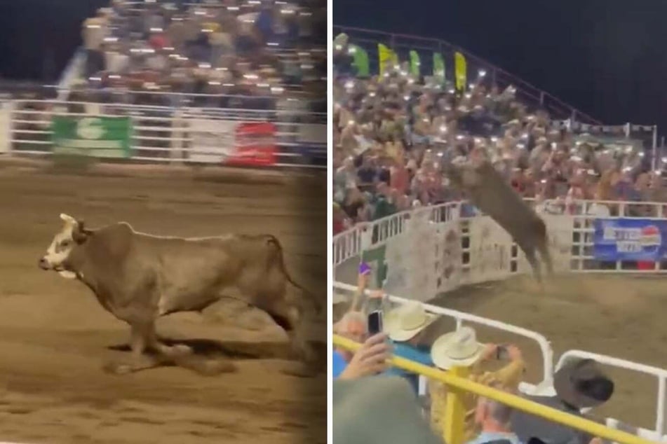 Rodeo turns to horror show as bull jumps over protective fence and attacks spectators