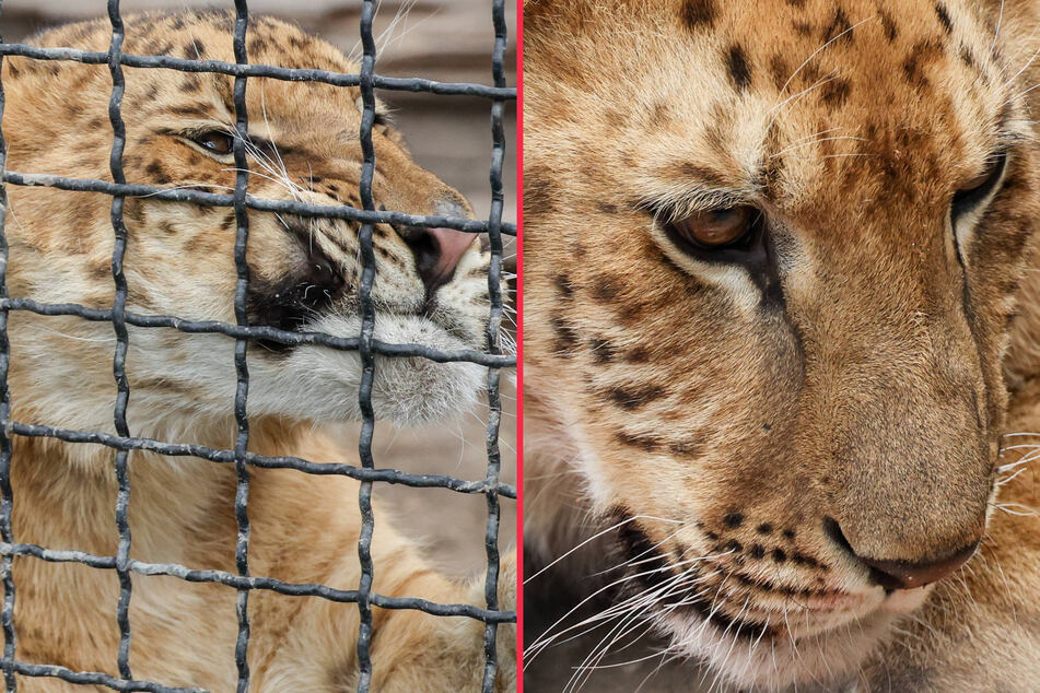 The biggest cat in the world is a liger, a lion and tiger hybrid breed.