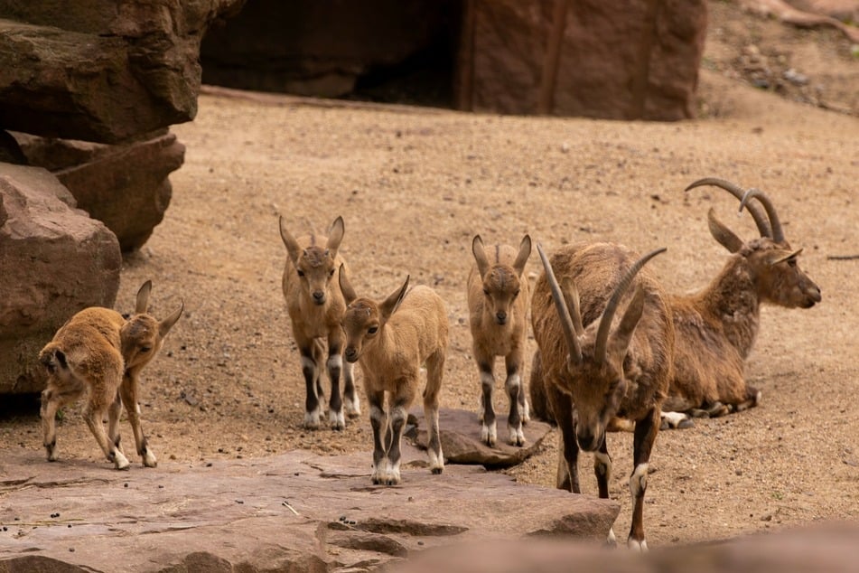 Im Zoo Magdeburg hat es bei den Nubischen Steinböcken fünffachen Nachwuchs gegeben.