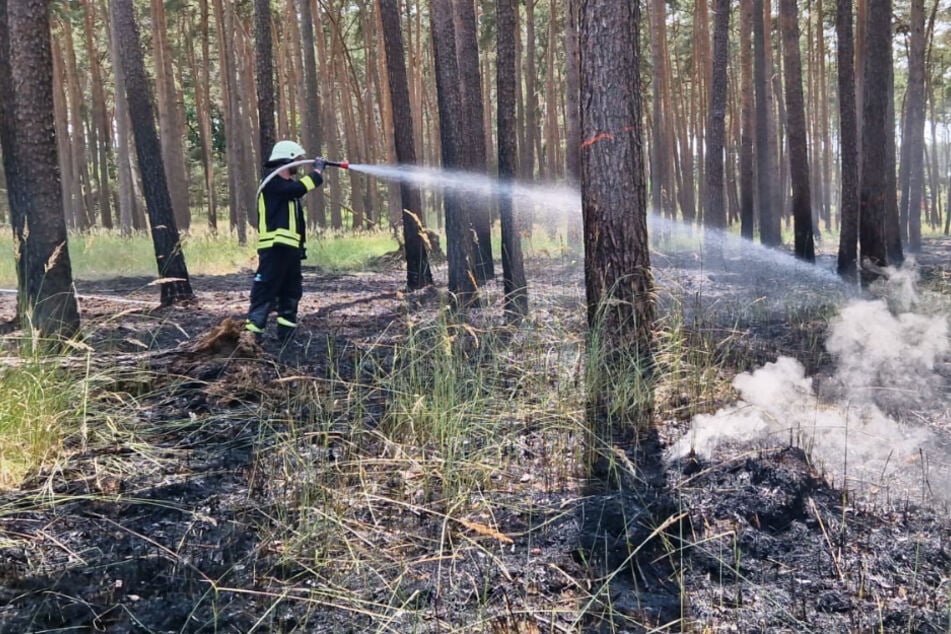 Waldbrand in Bad Belzig: Großeinsatz der Feuerwehr