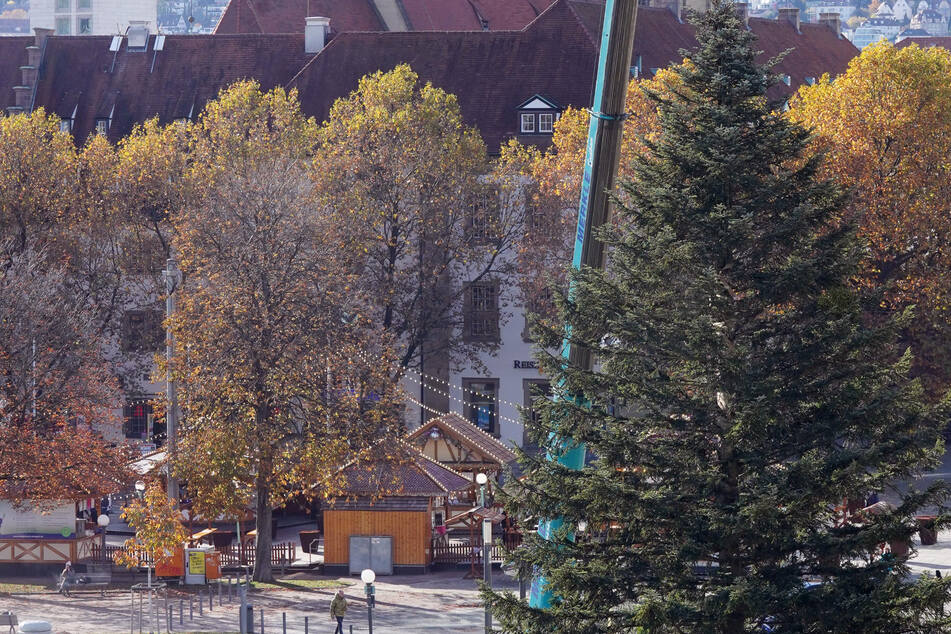 Stuttgart: Weihnachten kann kommen: 24-Meter-Tanne schmückt Schlossplatz