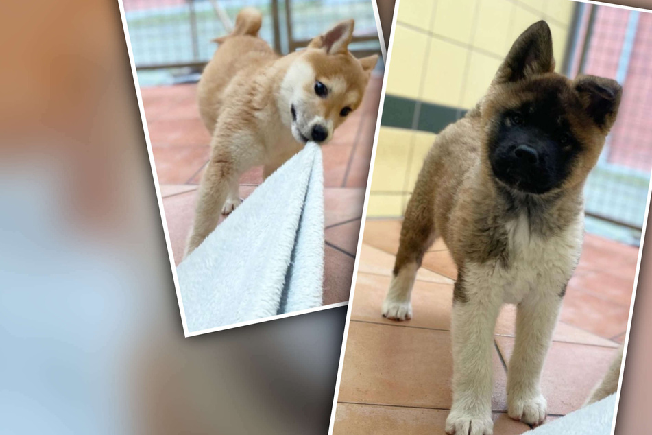 Kein leichter Start ins Leben: Diese Hunde teilen ein trauriges Schicksal