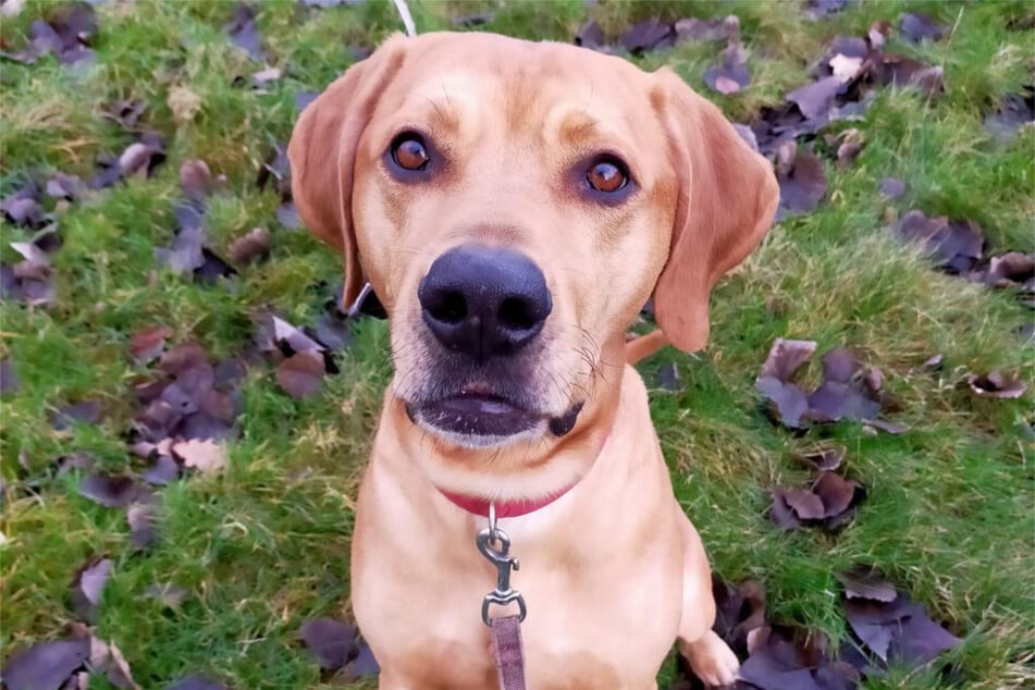 Labrador-Mischling Rey aus dem Hamburger Tierheim sucht ein neues Zuhause.