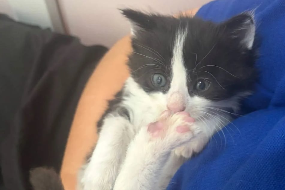 Lottie lässt keines ihrer Kinder aus den Augen - auch die Tierheim-Angestellten kümmern sich hingebungsvoll um den niedlichen Nachwuchs.