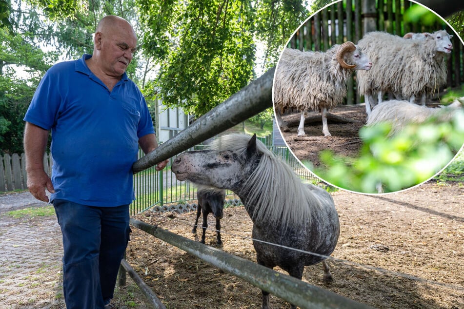 Wurden sie falsch gefüttert? Rätselhafte Todes-Serie in sächsischem Tiergehege