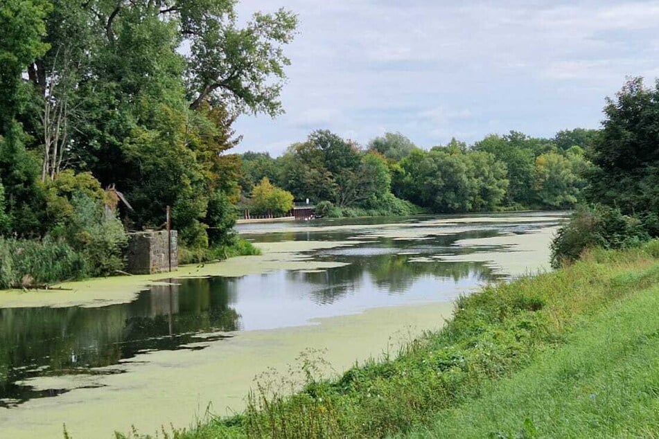 Laut Leipziger Umweltamt gehören die Pflanzen zur natürlichen Ausstattung eines jeden Gewässers. Maßnahmen, um die Ausbreitung einzudämmen, seien nicht erforderlich.