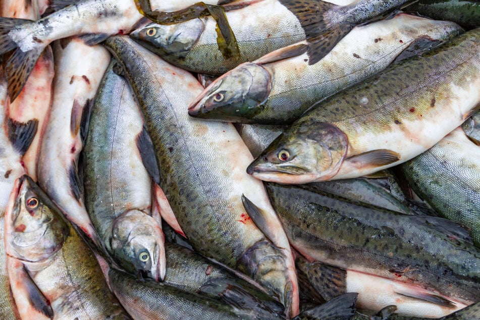 Über 150 Kilo Fisch verschwanden in einer Nacht.