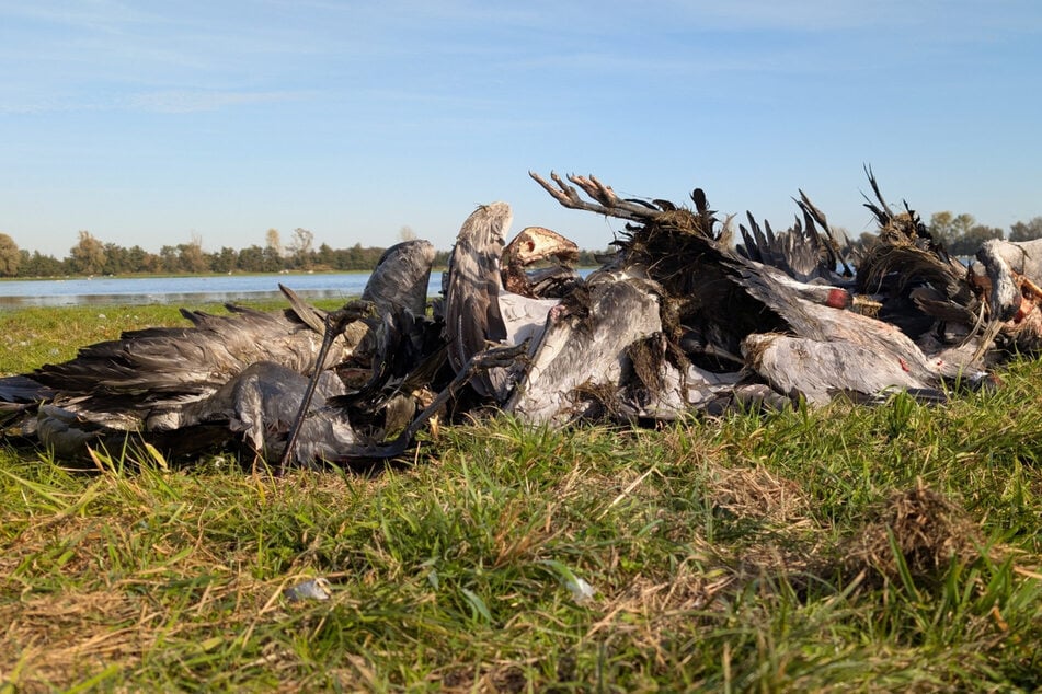 An immer mehr toten Vögeln wird die Vogelgrippe nachgewiesen. (Symbolbild)