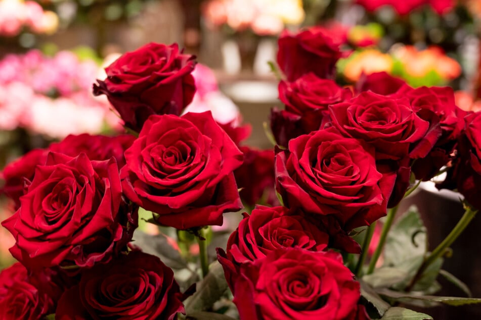 Zum Valentinstag liegt die klassische Rose weiterhin im Trend. Blumenexpertin Ulrike Linn hat aber auch alternative Vorschläge parat.