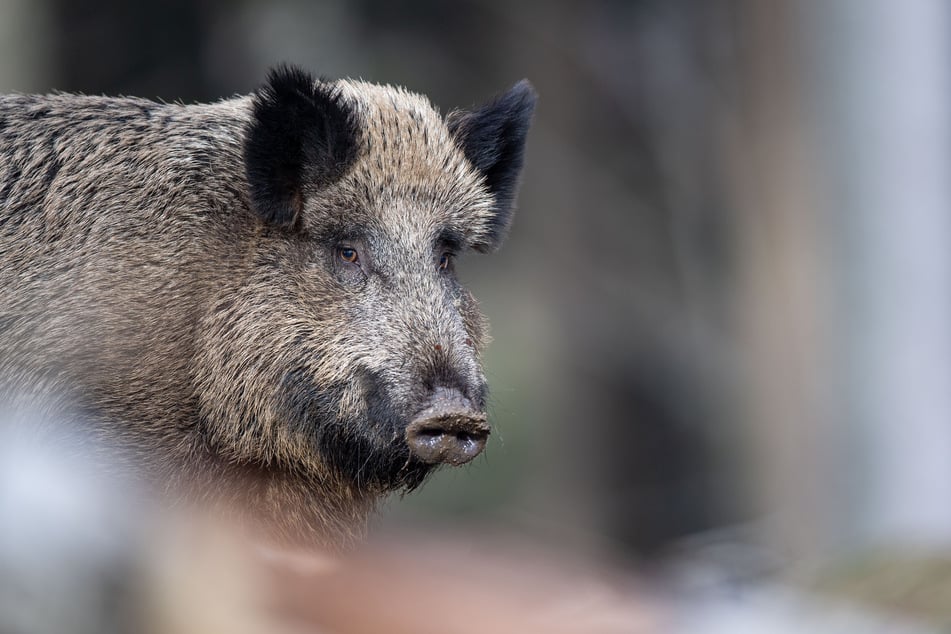 Die Afrikanische Schweinepest führt in der Mehrzahl der Fälle zum Tod des Tieres. (Symbolfoto)