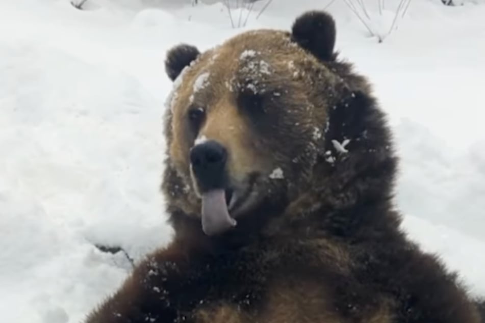 Zunge raus in der Bärenkälte: Grizzly Emmett schleckt und saugt alles auf, was er nur finden kann.