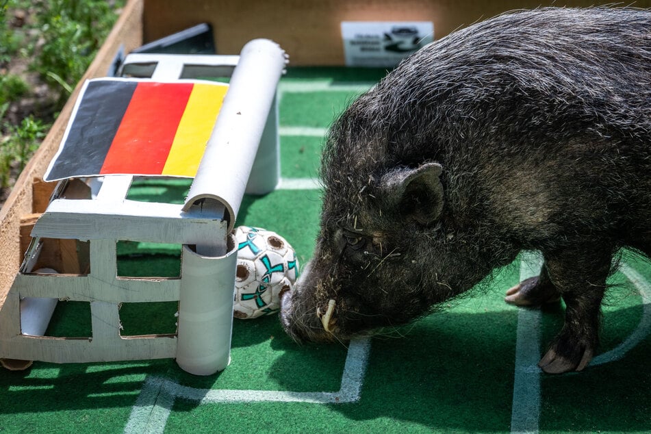 Chemnitz: Schwein aus Tierpark Chemnitz sagt Randale beim Achtelfinale vorher