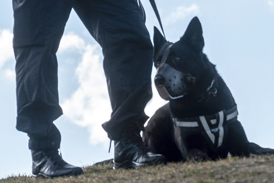 Bei dem Einsatz wurde unter anderem auf einen Polizeihund eingeschlagen. Dieser blieb jedoch unverletzt. (Symbolbild)