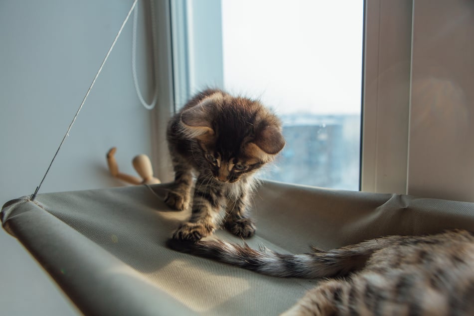 Junge Katzen spielen besonders häufig mit dem eigenen Schwanz oder dem von andern Katzen.