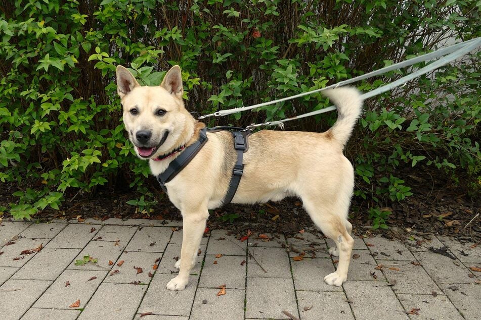 Mischling Rocky muss das Hunde-ABC noch lernen. Wer hilft ihm dabei?