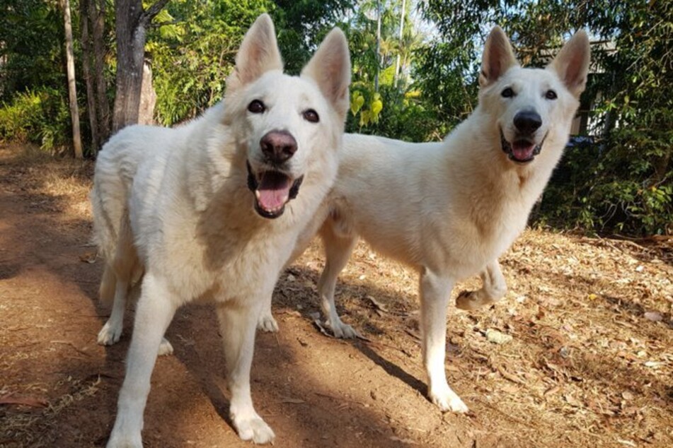 Auch an seinen eigenen Hunden - Ursa und Bolt - soll sich der Hundeschänder vergangen haben.