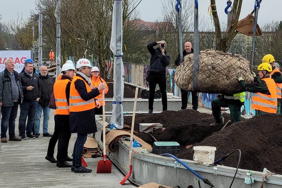 Leipzig: Pflanzungen in luftiger Höhe: Hier schweben Bäume per Kran ein!