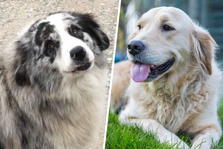 Der Vater von Goose (links im Bild) ist ein reinrassiger Australian Shepherd. Seine Mutter ist eine reinrassige Golden-Retriever-Dame (Symbolbild).