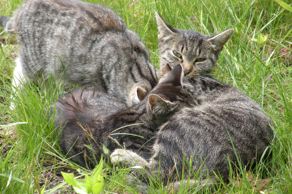 Vor 30 Jahren gab es schätzungsweise 20.000 Streunerkatzen in Leipzig und sie pflanzten sich immer weiter fort.