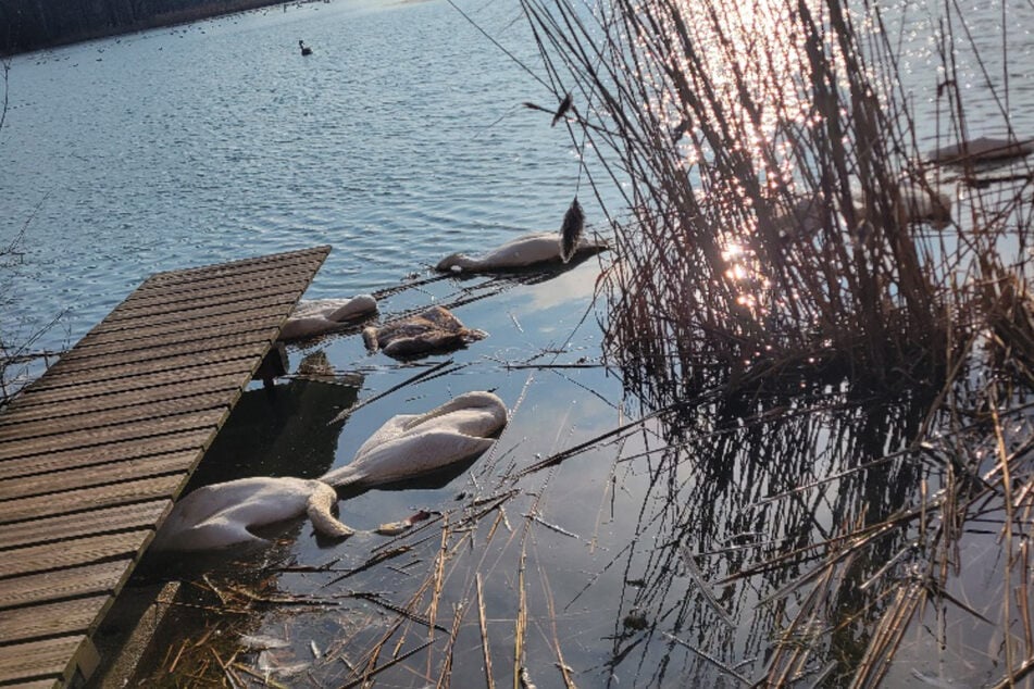 Der Olbasee bei Malschwitz bot zuletzt keinen schönen Anblick.