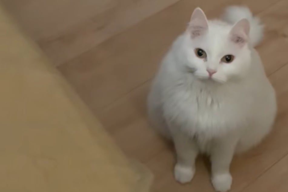 Žena je tak nemocná, že nemůže vstát: co pro ni kočka připravila, rozbuší srdce.