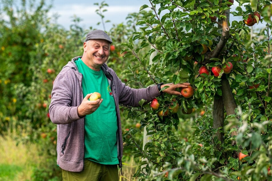 Im Obstgut Seelitz freut sich Vorstands-Vorsitzender Heiko Hübler (58) über eine reiche Ernte.