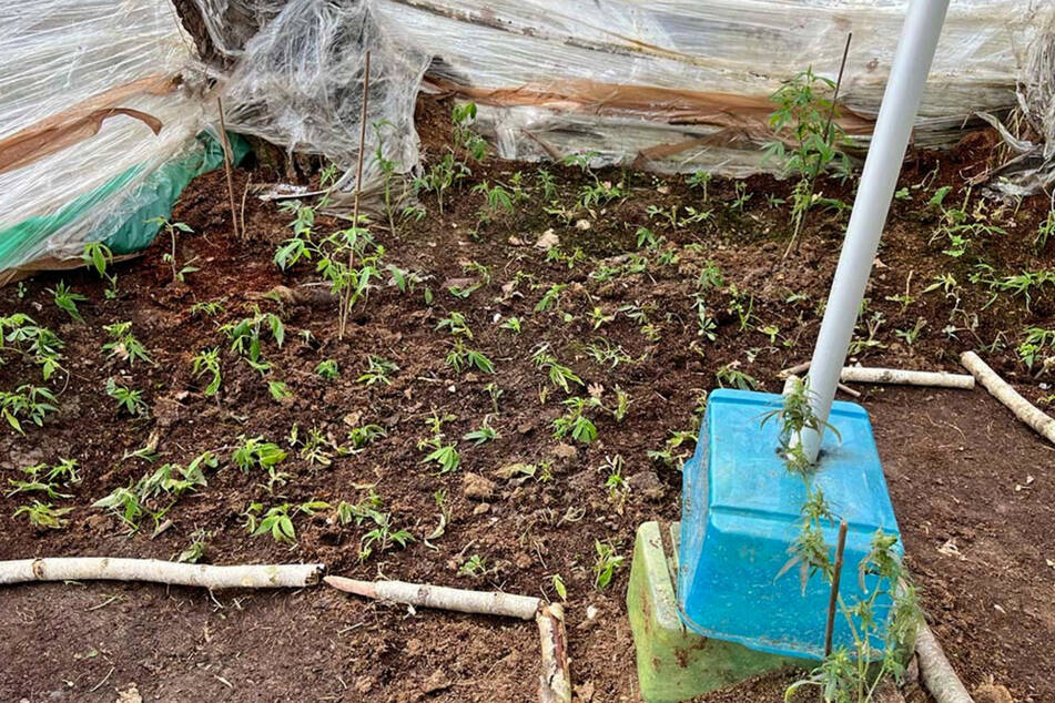 Im Inneren fanden die Beamten über 380 Cannabis-Setzlinge.