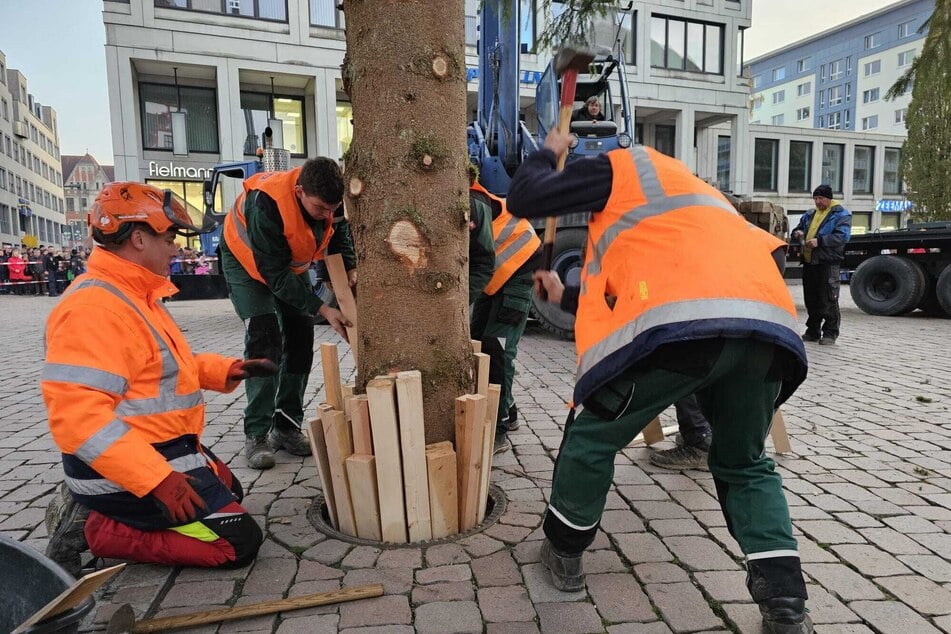 Ein Kraftakt: Der Baum wurde in eine drei Meter tiefe Bodenhülse verankert.