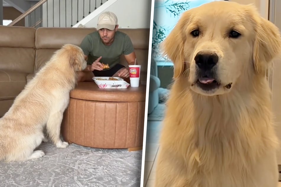 Golden Retriever Bauer ist nur einer von fünf Hunden, der in diesem Video auf die Probe gestellt wird. Allerdings hat er die Lacher auf seiner Seite.